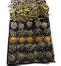 2" Cactus & Succulent Assortment